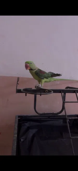 ببغاء نيبالي ذكر اليف متكلم للبيع مع القفص ماله