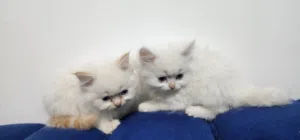 هملايا اورنج