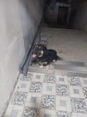 كلب للبيع عمره سنه