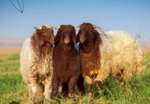 للبيع ذبايع خرفان نعمي نجدي تيوس محلي