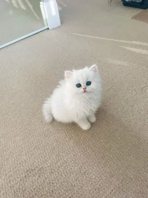 بدي قطه تبني