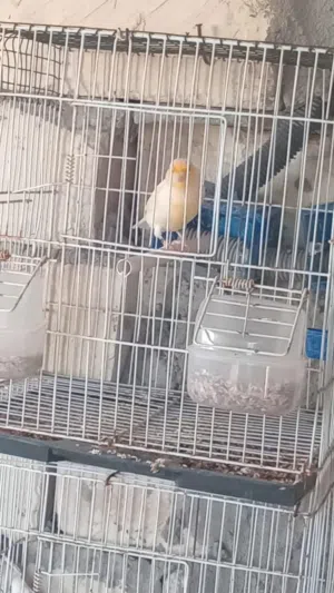 دكر كناري ربي يبارك