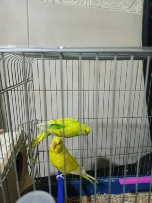 طيور حب للبيع