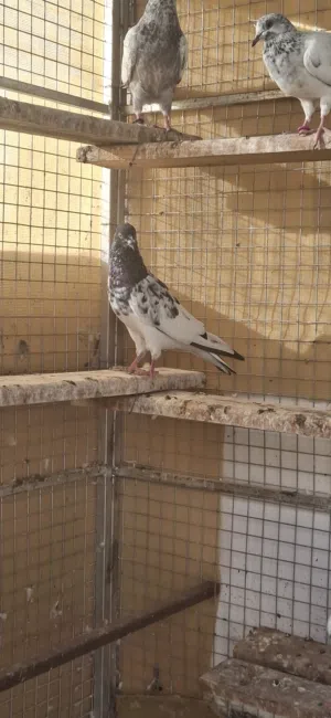 للبيع حمام باكستاني