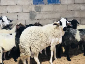 السلام عليكم فحل لبيع ربي يبارك