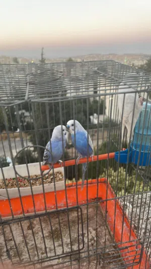 جوز حب بدون قفص استلام كوخ دون فرخ استلام ابو نصير