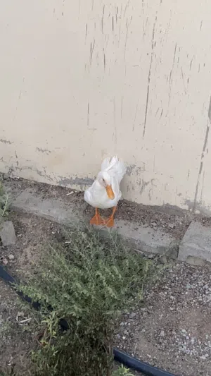 بطه أنثى للبيع أو البدل بي بغبغاء