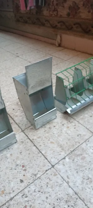 Rabbits1