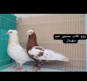 ازواج كويتي قلاب مستوى جيد : ازواج رام بوري مطيار الأسعار الجمله غير يوجد توصيل حسب الاتفاق
