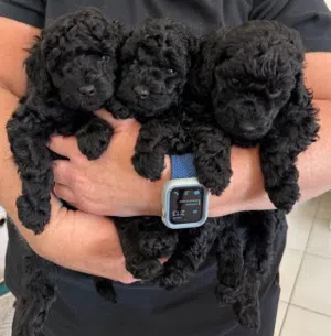 black toy poodle puppy