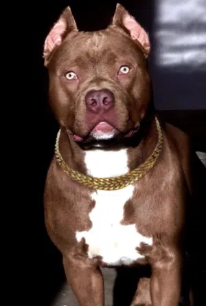 American pitbull