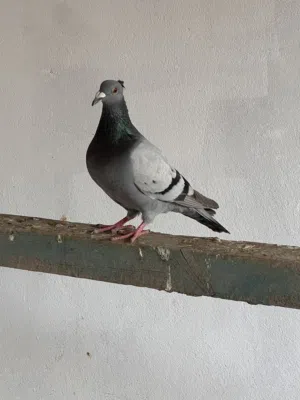 حمام للبيع