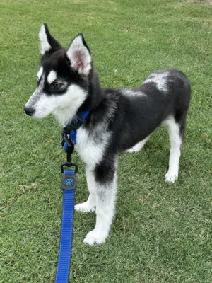 Beautiful Female Siberian Husky Puppy – Blue & Yellow Eyes – Looking for Loving Home