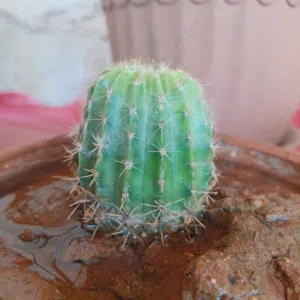 عبد العزيز ابراهيم