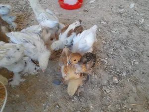 Chickens4