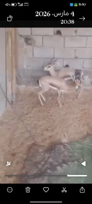 غزلان للبيع