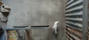 ‏حمام‏4