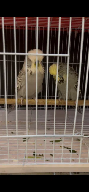 زوج بادجي إنجليزي للبيع