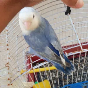 محمد الكبش 