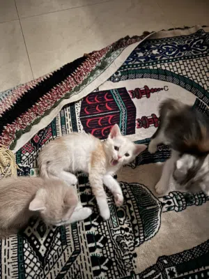 3 Kittens for adoption