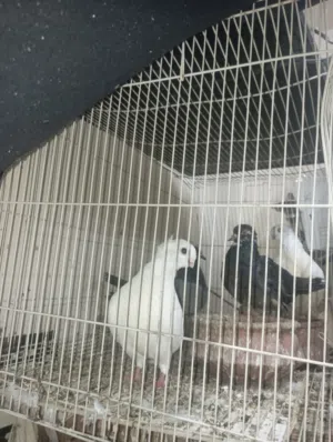 حمام للبيع