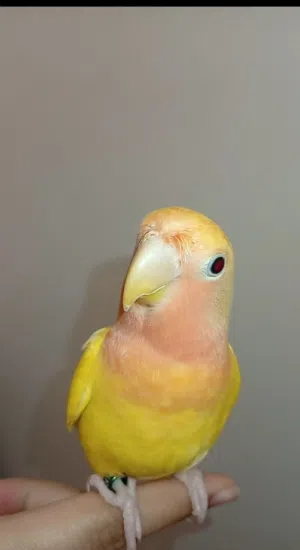 للبيع طيور لاف بيرد العدد3هدد داخلي