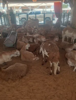 خرفان سودانيه للبيع