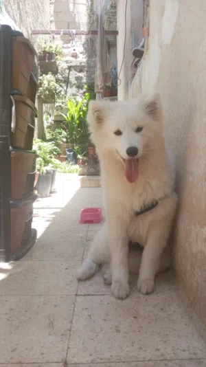 انثى سامويد