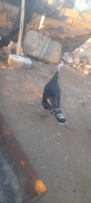 ديك حبش المنيوم  وأنثى حبش اسود  بلدية