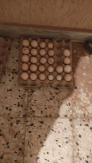 بيض مخصب براهما استرالي كيني استرالوب لللبيع