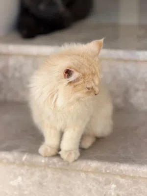 للبيع قطط شيرازيه
