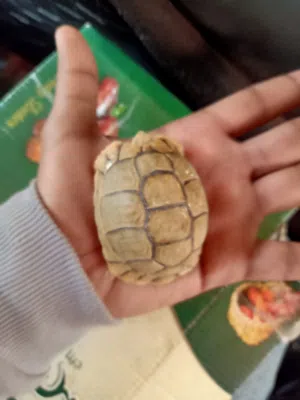 سلاحف صحراوي صغيره جمله
