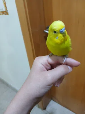 ببغاء الباجي