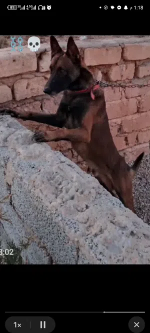 دكر مالينوا