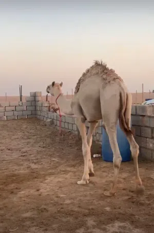 جعود عمره  سنة وشبعه اشهر المطلوب 550