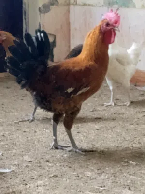 دجاج باكستاني و عماني للبيع  الوصف هام