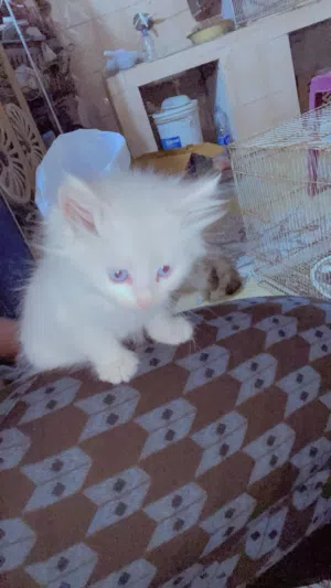 قطط للبيع العمر شهرين