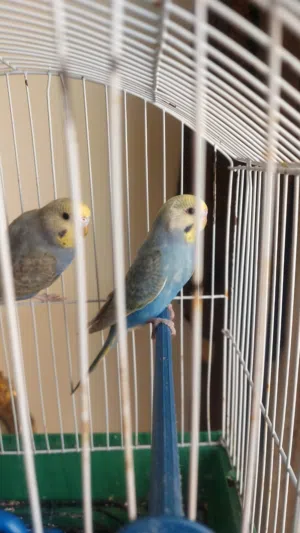 للبيع بادجي رينبو و تركيبات شغال و شبابات