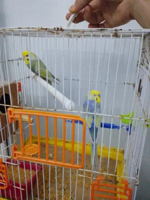 كوبيه بقلينو رينبو