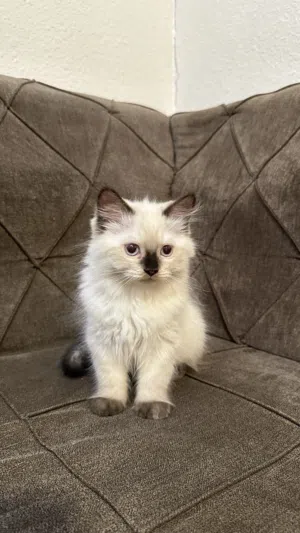 Persian x Himalayan Kittens (Pairs Only) قطط شيرازي هملايا للبيع (أزواج فقط)