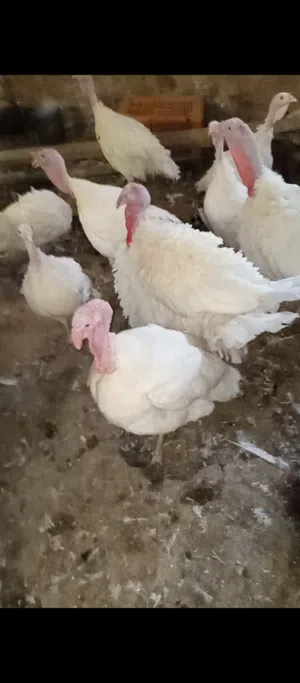 ديوك حبش لون ابيض عدد3