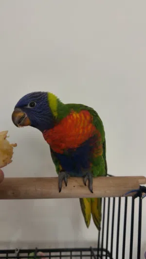 لوري اليف جدا