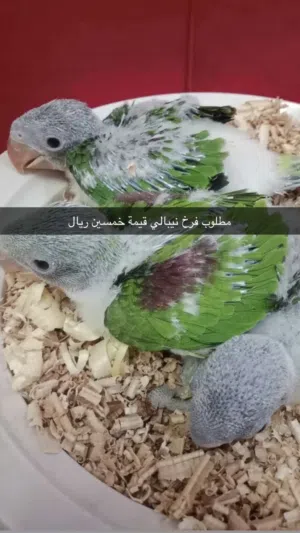 مطلوب فرخ نيبالي قيمة خمسين ريال