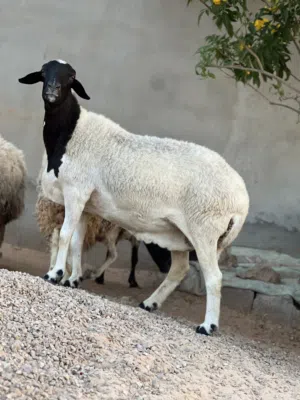 نعجه متاومه تحتها زوز خرفان ربي يبارك