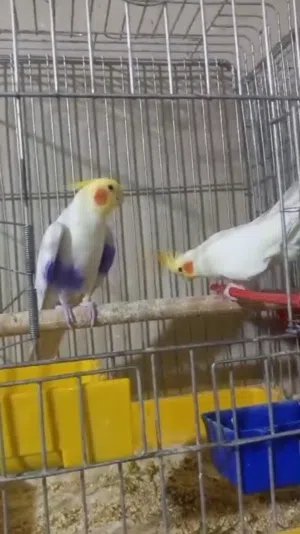 جوز كوكتيل شغال لاتينو عين حمره