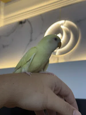 روز انتايه مروضه