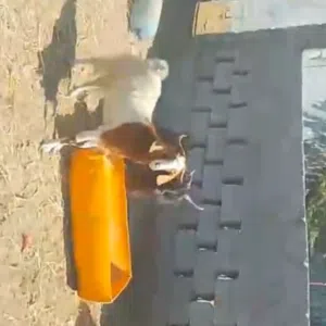 للبيع اغنام باكستانيه