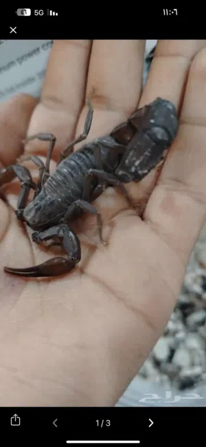 عقرب الأسود للبيع