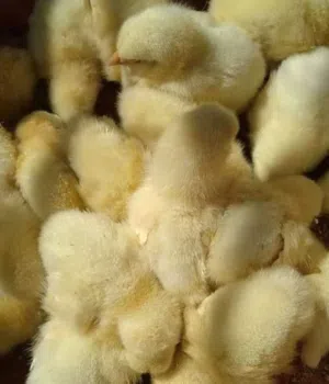 صوص لاحم الحبه الاصليه