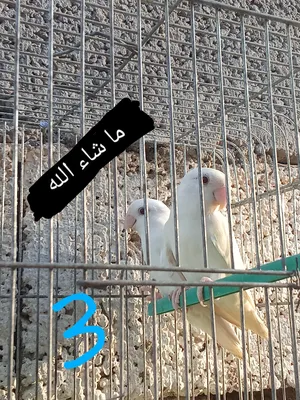 ‏ببغاء‏3